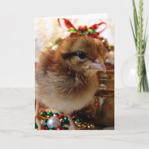 Cartes Pour Fêtes Annuelles Poussin de Noël festif 