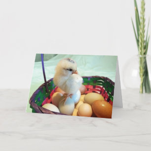 Cartes Pour Fêtes Annuelles Poussin de Pâques dans un panier d'oeufs