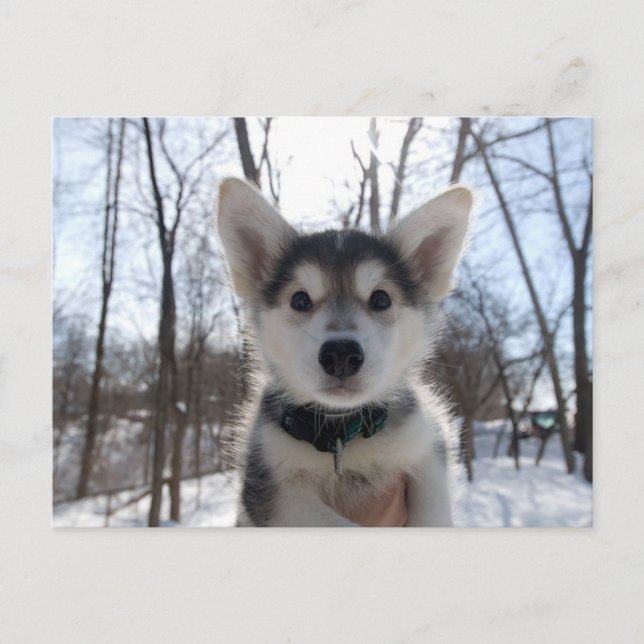 Cartes Pour Fêtes Annuelles Puppy de Christmas (Devant)