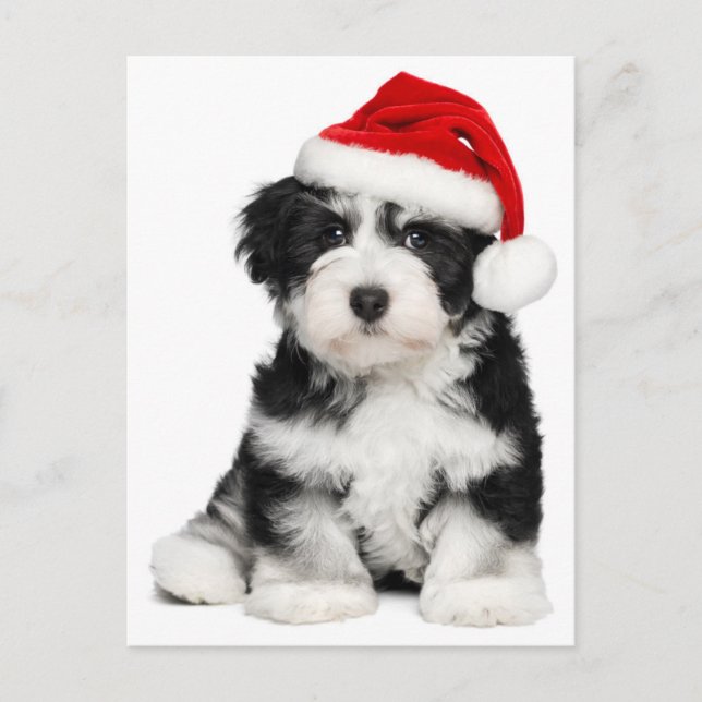 Cartes Pour Fêtes Annuelles Puppy dog (Devant)
