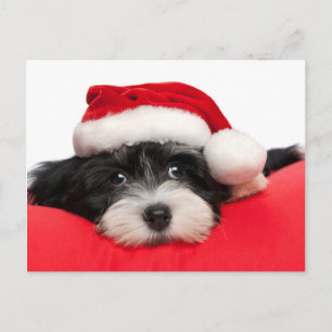 Cartes Pour Fêtes Annuelles Puppy dog