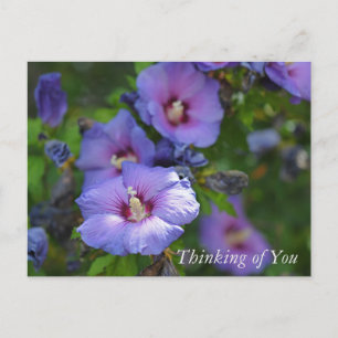 Cartes Pour Fêtes Annuelles Purple Hibiscus Garden Flowers Penser à vous