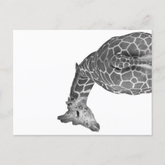 Cartes Pour Fêtes Annuelles Queue de girafe noir blanc