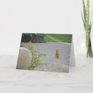 Cartes Pour Fêtes Annuelles Rabbit "Romeo"