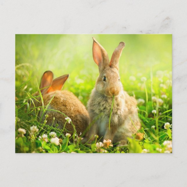 Cartes Pour Fêtes Annuelles Rabbits d'Easter (Devant)