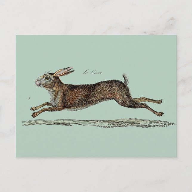 Cartes Pour Fêtes Annuelles Racing Hare (Devant)
