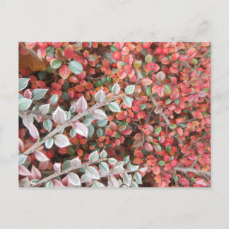 Cartes Pour Fêtes Annuelles Red and Green Leaves DIY Postcard