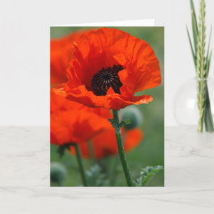 Cartes Pour Fêtes Annuelles Red Poppy