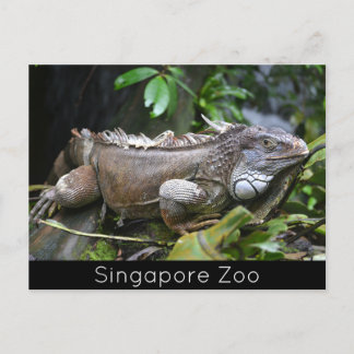 Cartes Pour Fêtes Annuelles Regardez-moi Lizard Singapore Zoo