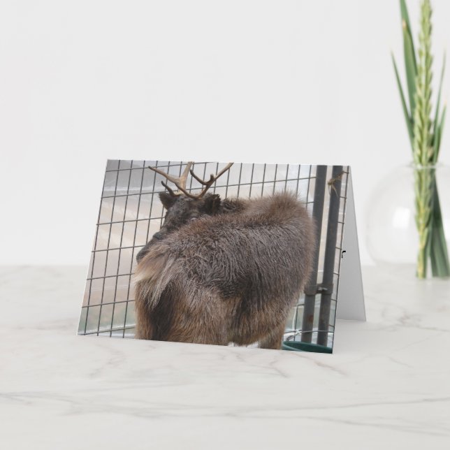 Cartes Pour Fêtes Annuelles Reindeer Behind Funny (Devant)
