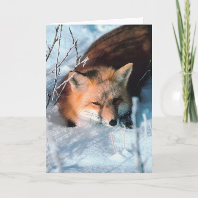 Cartes Pour Fêtes Annuelles Renard (Devant)