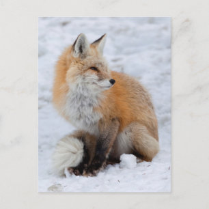 Cartes Pour Fêtes Annuelles Renard cascade en neige