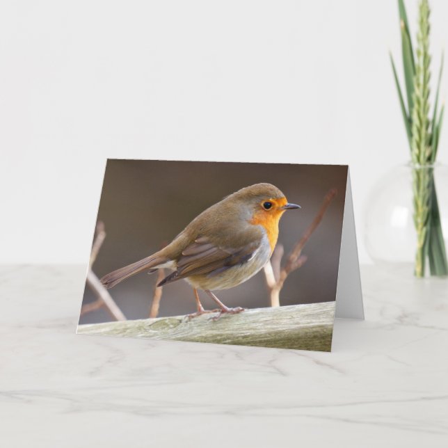 Cartes Pour Fêtes Annuelles Robin européen convivial (Devant)