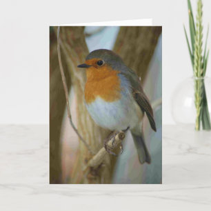 Cartes Pour Fêtes Annuelles Robin Redmamin