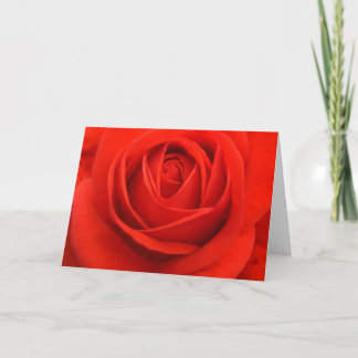 Cartes Pour Fêtes Annuelles Rose cards