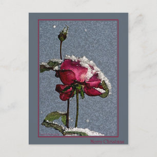 Cartes Pour Fêtes Annuelles Rose de Noël
