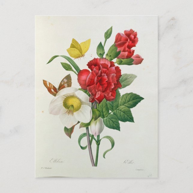 Cartes Pour Fêtes Annuelles Rose de Noël, Helleborus Niger (Devant)