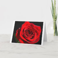 Rose rouge