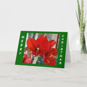 Cartes Pour Fêtes Annuelles Rouge Amaryllis
