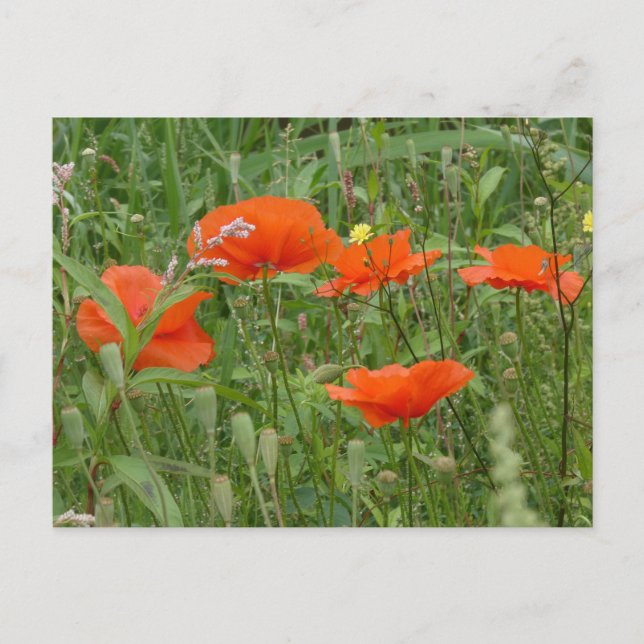 Cartes Pour Fêtes Annuelles Rouge Poppies Fleurs sauvages Fermer do-it-yoursel (Devant)