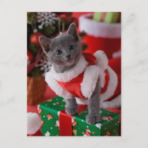Cartes Pour Fêtes Annuelles Russian Blue Kitten and Christmas 2