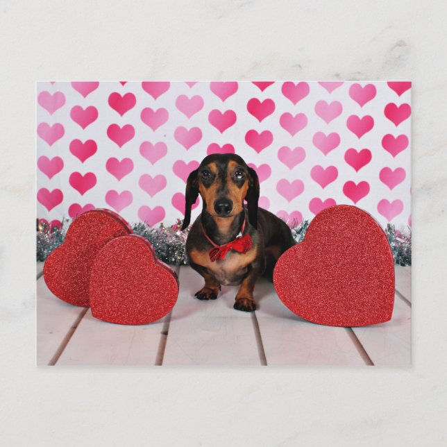 Cartes Pour Fêtes Annuelles Saint Valentin - Dexter - Dachshund (Devant)