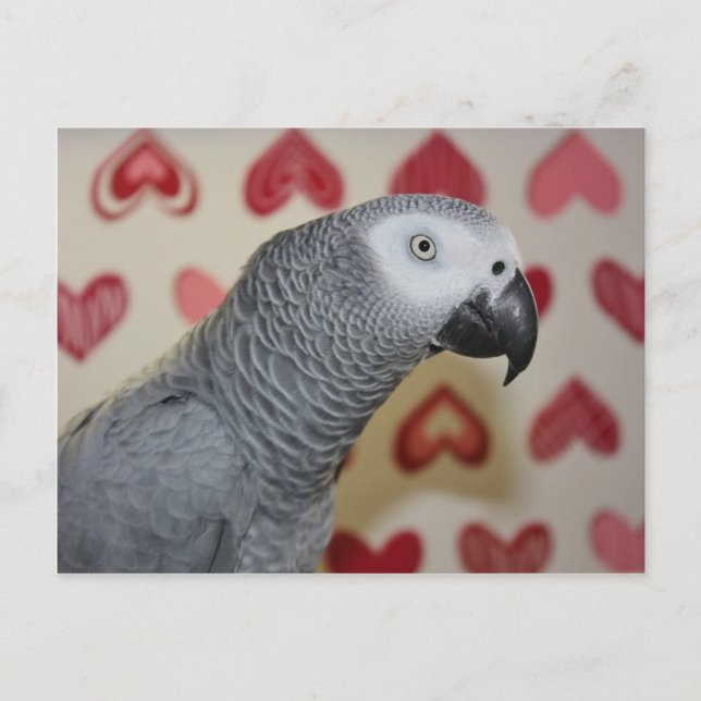 Cartes Pour Fêtes Annuelles Saint Valentin Perroquet gris africain (Devant)