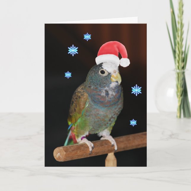 Cartes Pour Fêtes Annuelles salutations Blanc-couvertes de Pionus Père Noël (Devant)