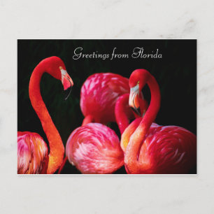 Cartes Pour Fêtes Annuelles Salutations de Flamant rose rose de Floride,