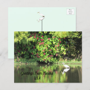 Cartes Pour Fêtes Annuelles Salutations de Floride - Aigrette dans le paysage