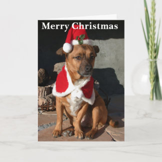 Cartes Pour Fêtes Annuelles Santa Dog