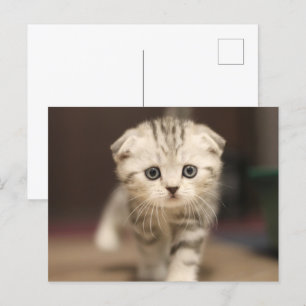 Cartes Pour Fêtes Annuelles Scottish Fold Kitten