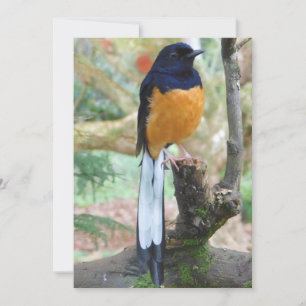 Cartes Pour Fêtes Annuelles Shama Bird mâle à rames blanches