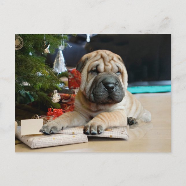 Cartes Pour Fêtes Annuelles Shar Pei Noël (Devant)