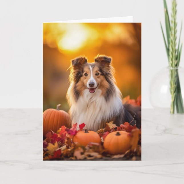 Cartes Pour Fêtes Annuelles Sheltie Thanksgiving (Devant)