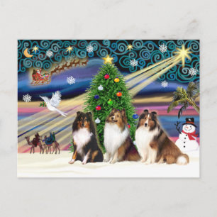 Cartes Pour Fêtes Annuelles Shetland Sheepdogs de la magie de Noël (trois)