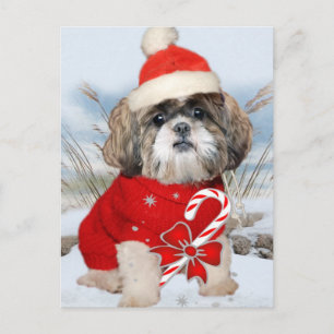 Cartes Pour Fêtes Annuelles Shih Tzu Père Noël Paws cadeaux