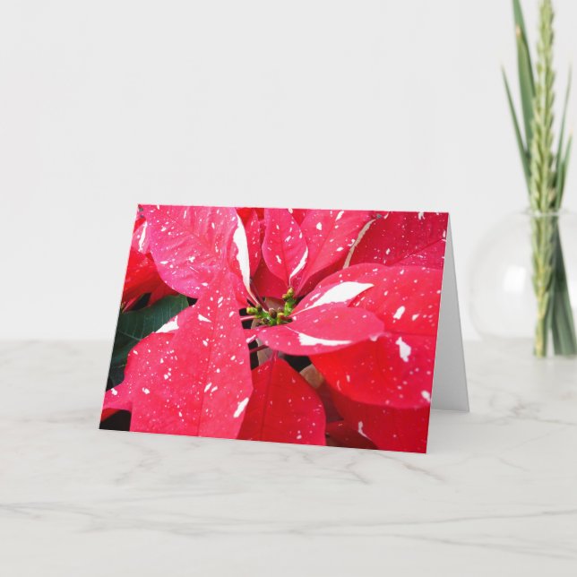 Cartes Pour Fêtes Annuelles Shimmer Star Surprise Poinsettia vacances Florale (Devant)