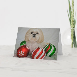 Cartes Pour Fêtes Annuelles Shiz Tzu avec décoration de noël