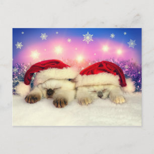Cartes Pour Fêtes Annuelles Siamese Kitten : Père Noël Twinsies