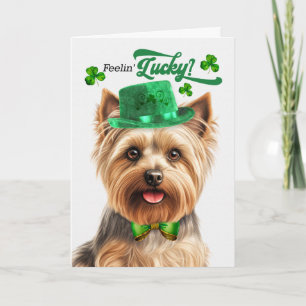 Cartes Pour Fêtes Annuelles Silky Terrier se sent chanceux à la St Patrick