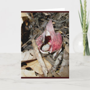 Cartes Pour Fêtes Annuelles Skunk Cabbage Card #1 (Symplocarpus foetidus (L.)