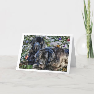 Cartes Pour Fêtes Annuelles Souhaits de vacances de Newfie