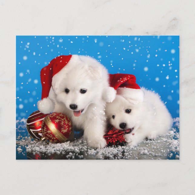 Cartes Pour Fêtes Annuelles Spitz blanc de Pomeranian de chiots de Noël (Devant)