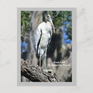 Cartes Pour Fêtes Annuelles Stork de bois dans la nature