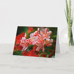Cartes Pour Fêtes Annuelles sucres de canne