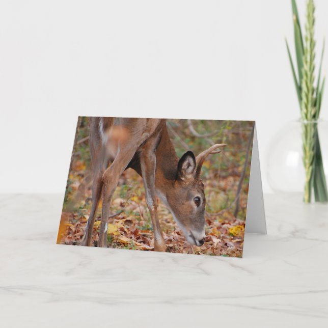 Cartes Pour Fêtes Annuelles Sunshine upon my body - der, young buck (Devant)