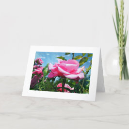 Cartes Pour Fêtes Annuelles Superbe rose rose dans le ciel bleu. Photographie 