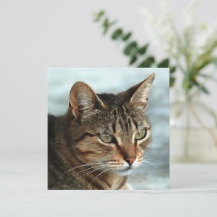 Cartes Pour Fêtes Annuelles Tabby Cat étonnant FermerPortrait Artistique