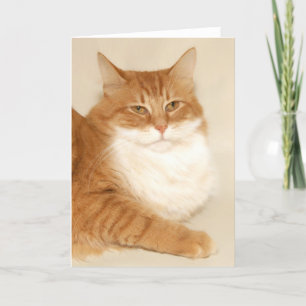 Cartes Pour Fêtes Annuelles Tabby orange Père Noël